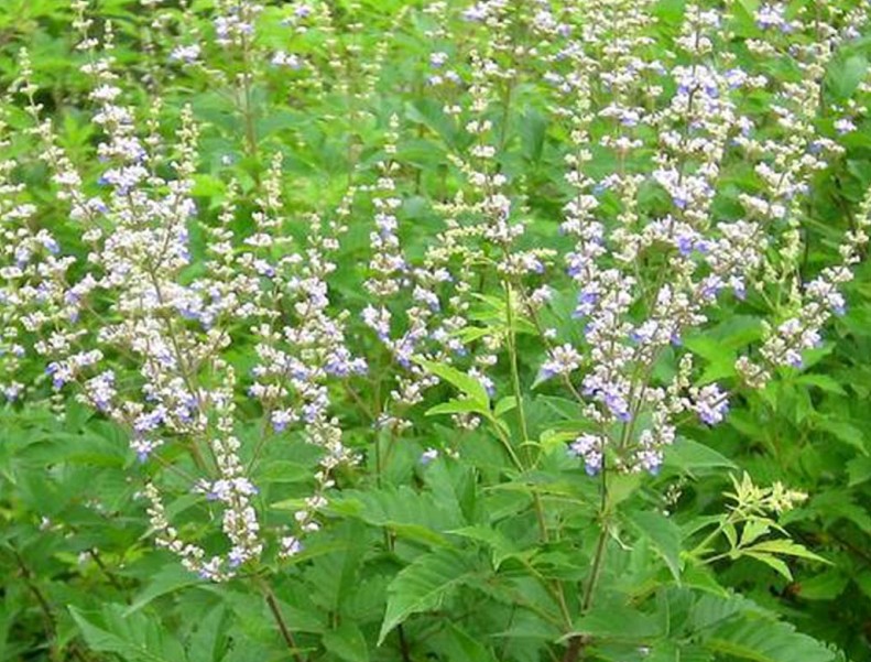 Vitex negundo seed